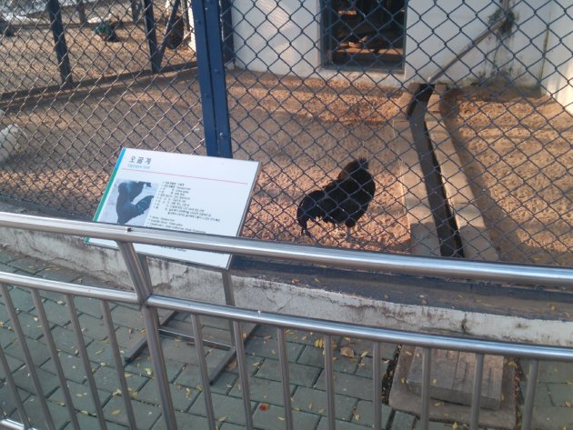 達城公園内にいる烏骨鶏